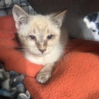 Boom Boom C12566 -  Domestic Short Hair Cat for Adoption - Boom Boom C12566 | PetCurious
