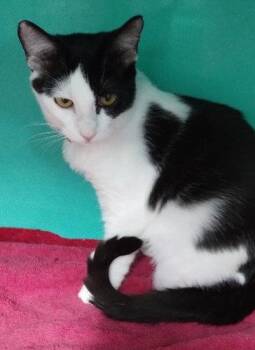 Karine - PSD -  Domestic Short Hair Cat for Adoption in Oakland Park, Florida - Karine - PSD | PetCurious
