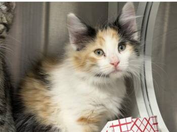 BARBARA -  Domestic Short Hair Cat for Adoption in Tustin, California - BARBARA | PetCurious
