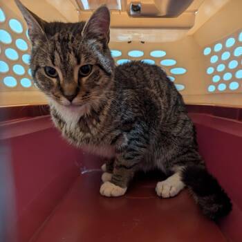 Domestic Short Hair Cats Available for Adoption - Yodle | PetCurious
