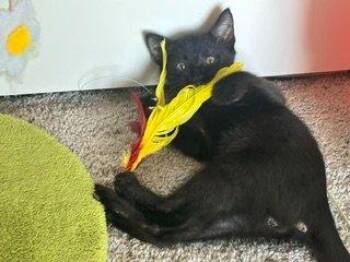 Denzel -  Domestic Short Hair Cat for Adoption in Raleigh, North Carolina - Denzel | PetCurious