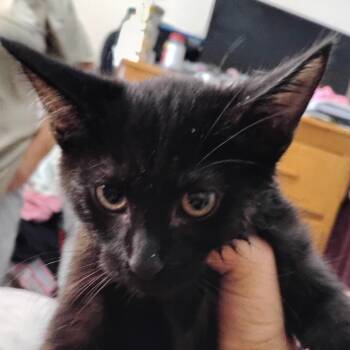 Expresso -  Domestic Short Hair Cat for Adoption in Grantsville, Utah - Expresso | PetCurious