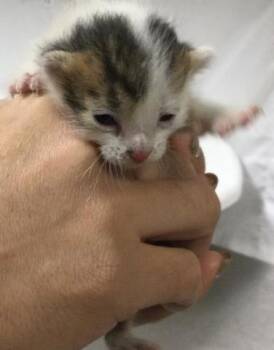 Domestic Short Hair Cats Available for Adoption - UNO | PetCurious