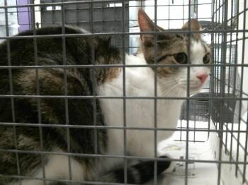 Domestic Short Hair Cats Available for Adoption in Houston, Texas - DRACO | PetCurious