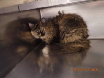 A537328 -  Domestic Medium Hair Cat for Adoption in St. Peters, Missouri - A537328 | PetCurious