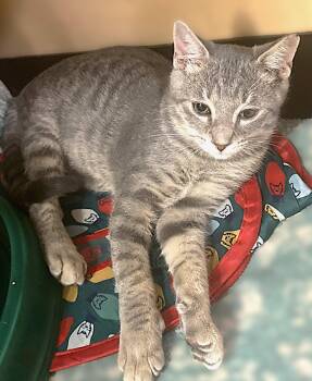 Fernando -  Tabby Cat for Adoption in Fort Myers, Florida - Fernando | PetCurious