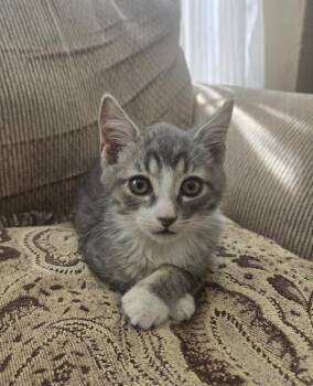 Anthony -  Domestic Short Hair Cat for Adoption in Lancaster, California - Anthony | PetCurious