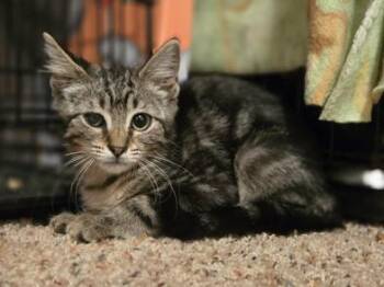Rescue Tabby and Domestic Short Hair Cats for Adoption in Liverpool, Texas - Mocha | PetCurious