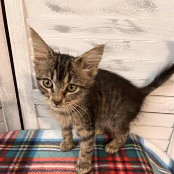 Rescue Domestic Short Hair Cats for Adoption in Union, Missouri - Amira | PetCurious