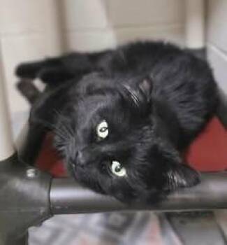 Domestic Short Hair Cats Available for Adoption in Fruit Heights, Utah - Nova | PetCurious