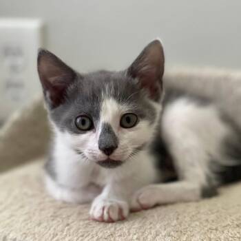 Robert -  Domestic Short Hair Cat for Adoption - Robert | PetCurious