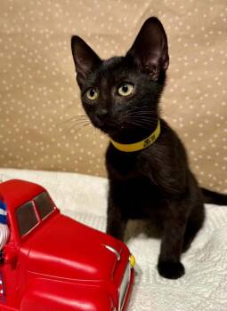 Bill -  Domestic Short Hair Cat for Adoption in Groveland, Massachusetts - Bill | PetCurious