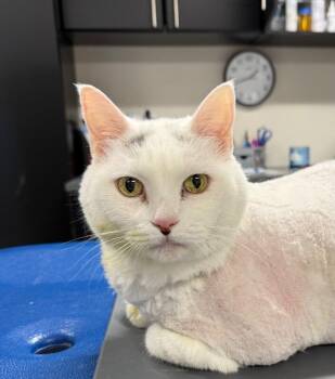 Tina -  Domestic Short Hair Cat for Adoption in Yankton, South Dakota - Tina | PetCurious
