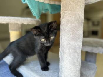 Domestic Short Hair Cats Available for Adoption in Hilton Head Island, South Carolina - John | PetCurious
