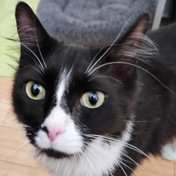 Domestic Long Hair Cats Available for Adoption in League City, Texas - James Bond (JB) | PetCurious