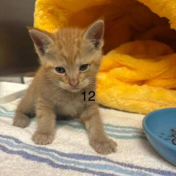 Domestic Short Hair Cats Available for Adoption in Spokane, Washington - Theo | PetCurious