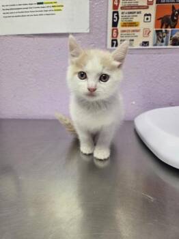 61559752 -  Domestic Short Hair Cat for Adoption in El Paso, Texas - 61559752 | PetCurious