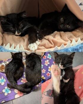 ORZHOV -  Domestic Short Hair Cat for Adoption in Kent, Washington - ORZHOV | PetCurious