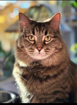 Rescue Domestic Medium Hair Cats for Adoption in Millcreek, Utah - Stevie | PetCurious