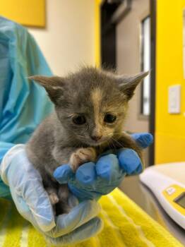 Pebbles -  Domestic Short Hair Cat for Adoption in Raleigh, North Carolina - Pebbles | PetCurious