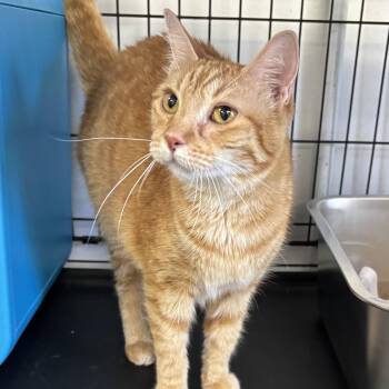Clementine -  Domestic Short Hair Cat for Adoption in Houston, Texas - Clementine | PetCurious