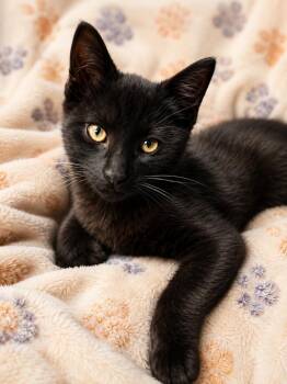 Domestic Short Hair Cats Available for Adoption in Warren, Michigan - Gee | PetCurious