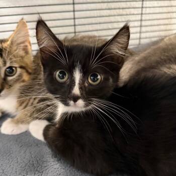 Franc -  Domestic Short Hair Cat for Adoption in Hampton Bays, New York - Franc | PetCurious
