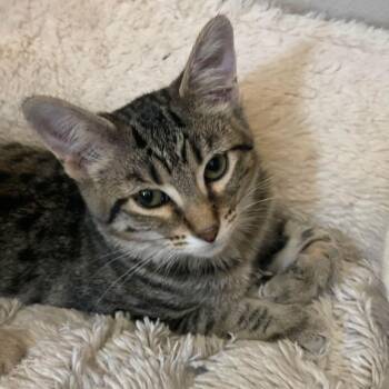 Reagan -  Domestic Short Hair Cat for Adoption in Middleton, Wisconsin - Reagan | PetCurious