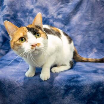 Eloise -  Calico and Domestic Short Hair Cat for Adoption in Overland Park, Kansas - Eloise | PetCurious
