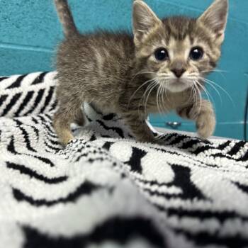 Tiger -  Domestic Short Hair Cat for Adoption in Newark, Ohio - Tiger | PetCurious