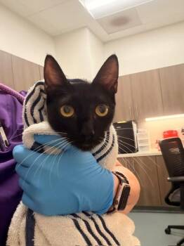URSA -  Domestic Short Hair Cat for Adoption in Baytown, Texas - URSA | PetCurious