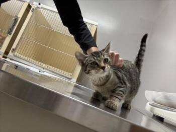 Nala -  Domestic Short Hair Cat for Adoption in Pequot Lakes, Minnesota - Nala | PetCurious
