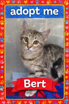 Domestic Short Hair Cats Available for Adoption - Bert | PetCurious