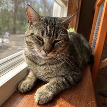 Tabby Cats Available for Adoption - Daisy | PetCurious