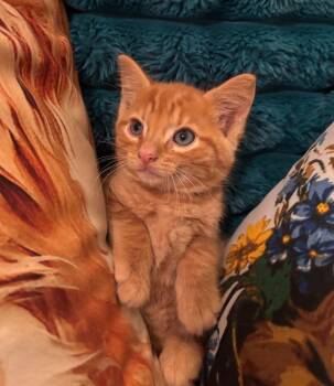 Busta Rhyme -  Domestic Short Hair Cat for Adoption in Buford, Georgia - Busta Rhyme | PetCurious