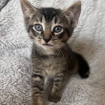 BRAXTON -  Tabby and Abyssinian Cat for Adoption in Columbus, Ohio - BRAXTON | PetCurious