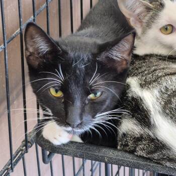 George Orwell -  Domestic Short Hair Cat for Adoption in Cleveland, Mississippi - George Orwell | PetCurious
