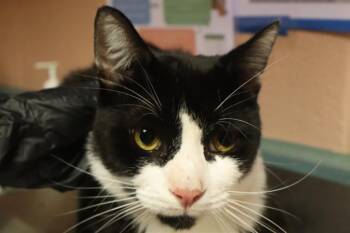 FRODO -  Domestic Short Hair Cat for Adoption in Columbia, South Carolina - FRODO | PetCurious