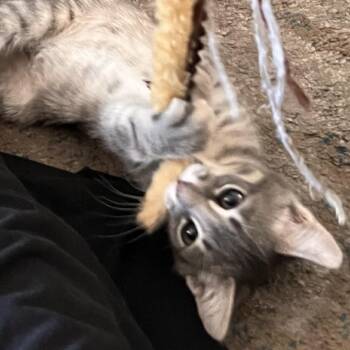 Nuka -  Domestic Short Hair Cat for Adoption in Santa Rosa, California - Nuka | PetCurious