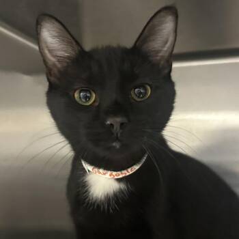 Gargoyle -  Domestic Short Hair Cat for Adoption in Walnut Creek, California - Gargoyle | PetCurious