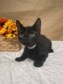 Crowe -  Domestic Short Hair Cat for Adoption in Groveland, Massachusetts - Crowe | PetCurious
