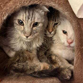 Domestic Long Hair Cats Available for Adoption in Flagstaff, Arizona - Paprika - Calm & Gentle | PetCurious