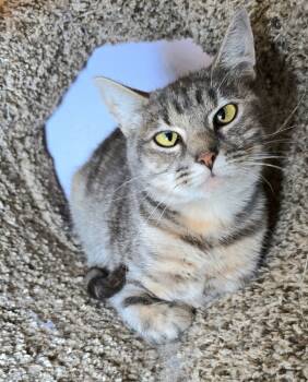 Rescue Domestic Short Hair Cats for Adoption in Vancouver, Washington - Hula | PetCurious