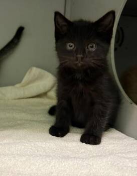 Bitsy -  Domestic Short Hair Cat for Adoption in Honesdale, Pennsylvania - Bitsy | PetCurious