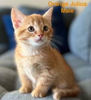 Domestic Short Hair Cats Available for Adoption in Darien, Georgia - Orange Julius | PetCurious