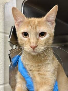 Mars -  Domestic Short Hair Cat for Adoption in Wichita, Kansas - Mars | PetCurious