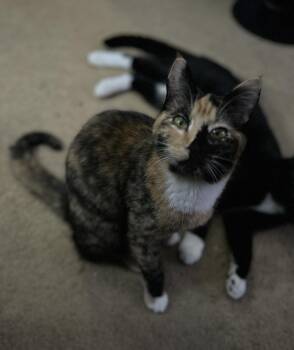 Domestic Short Hair Cats Available for Adoption - Patches (with Stripes) | PetCurious