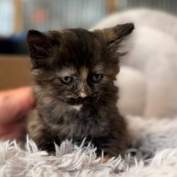 Flo -  Domestic Long Hair Cat for Adoption in Blackfoot, Idaho - Flo | PetCurious