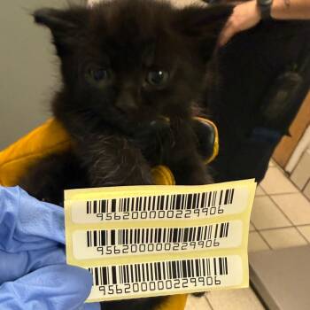 Doc -  Domestic Medium Hair Cat for Adoption in Charleston, West Virginia - Doc | PetCurious