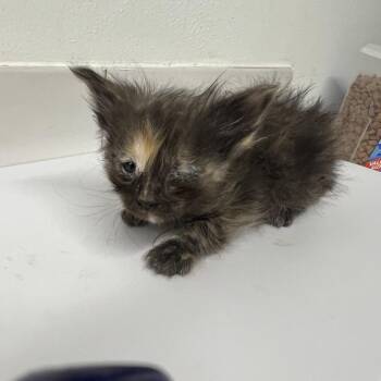 Domestic Short Hair Cats Available for Adoption in St. Louis, Missouri - Dusty | PetCurious
